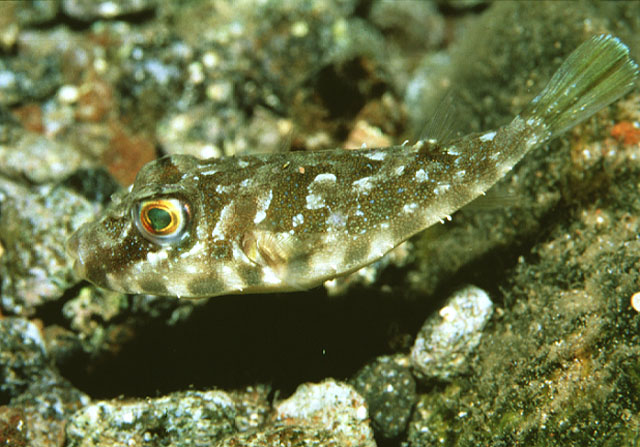 Sphoeroides marmoratus